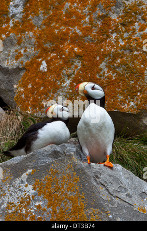 Papageientaucher auf einer Klippe mit Flechten bedeckten. Gehörnte Papageientaucher, Fratercula Corniculata, Lake-Clark-Nationalpark, Alaska, USA Stockfoto