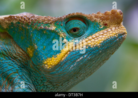 Parsons Chamäleon Calumma Parsonii, Madagaskar Stockfoto