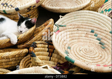 Eine Katze schläft in Körbe zum Verkauf auf dem Markt. Marokko, Afrika, Cat, Felis catus Stockfoto
