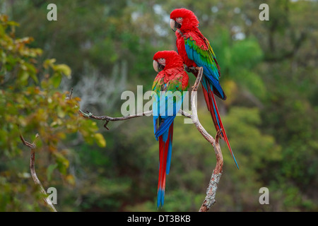 Rot-Grüne Aras, Ara Chloroptera Burraco Das Araras, Brasilien Stockfoto