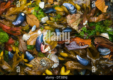 Muscheln, Algen und Seetang Erle Blätter, San Juan Islands, Washington, USA. Stockfoto