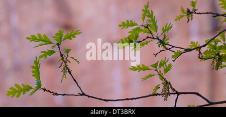 Junge Blätter einer Eiche, Zion Nationalpark, Utah, Quercus Stockfoto