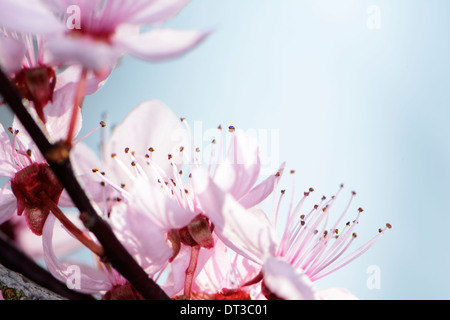 Zweig mit rosa Pflaumenblüten Stockfoto