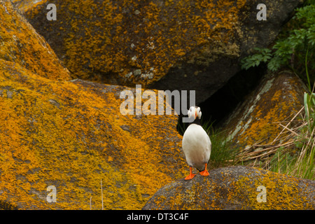 Gehörnte Papageientaucher, Katmai Nationalpark, Alaska, USA Stockfoto