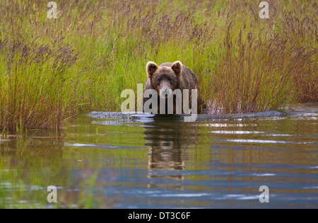 Braunbär, Katmai Nationalpark, Alaska, USA Stockfoto