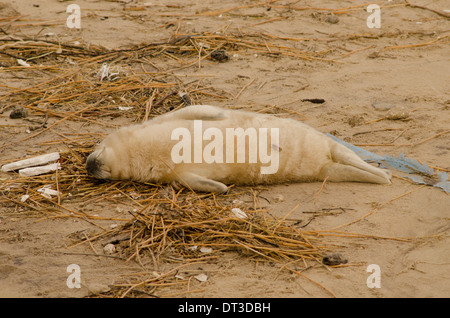Kegelrobben [Halichoerus Grypus] Pup. Tot am Strand nach 2013 Flutwelle. Dezember. Norfolk. In der Nähe von Winterton Dünen. UK Stockfoto