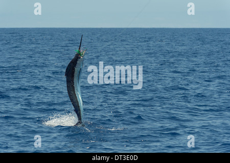 Pacific blue Marlin, Makaira Nigricans oder Makaira Mazara, springt, während während der Hawaii Intl Billfish Tournament, HIBT eingehakt Stockfoto