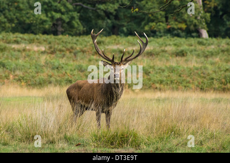 Rotwild steht auf Wiese im Wald Stockfoto