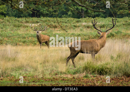 Rotwild steht auf Wiese im Wald Stockfoto
