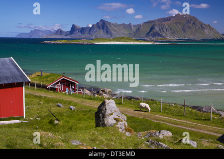 Farm der Tiere mit Sod Dach auf Lofoten in Norwegen Stockfoto