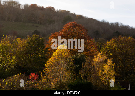 Sonnenlicht trifft Herbst/Herbst Bäume, viele verschiedene Farben in den Blättern Stockfoto
