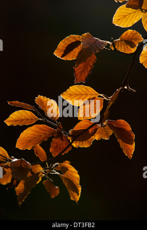 Buche Blattfall Baum zurück mit Sonnenlicht beleuchtet Herbstsaison. Stockfoto
