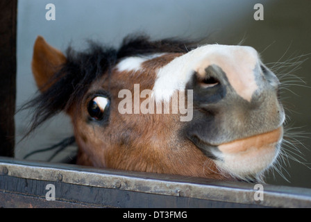 Ein kleines Pferd lächelnd über ein Scheunentor. Stockfoto