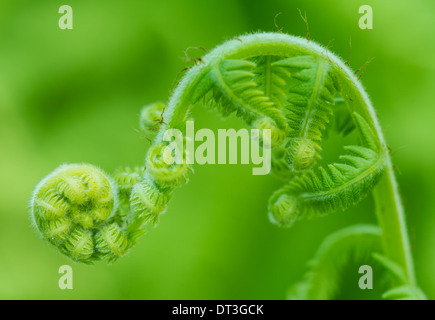 Ein Farn (Pteridophyte) aus einem Farnwedel, ein Wedel drehen. Stockfoto