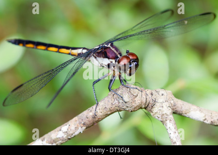 Makro Nahaufnahme einer Libelle (Anisoptera) Stockfoto