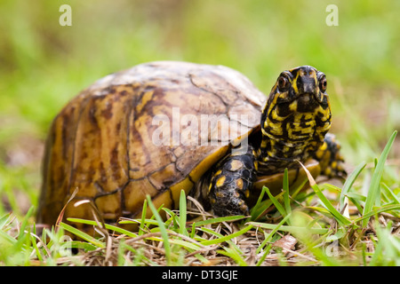 Florida Kasten-Schildkröte (Terrapene Carolina Bauri) in die Kamera schaut. Stockfoto