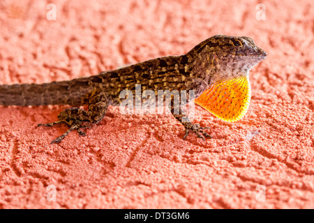 Anolis (Anolis Sagrei) Wamme Display von der Sonne beschienen. Stockfoto