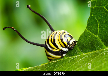 Makro Nahaufnahme einer Monarch Raupe (Danaus Plexippus) Essen ein Blatt. Stockfoto
