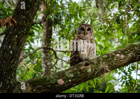 Streifenkauz (Strix Varia) sitzt in einem Baum in die Kamera schaut. Stockfoto