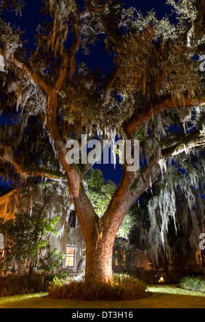 Live-Eiche (Quercus Virginiana) im Hoyt House Bed And Breakfast, Fernandina Beach, Florida. Stockfoto