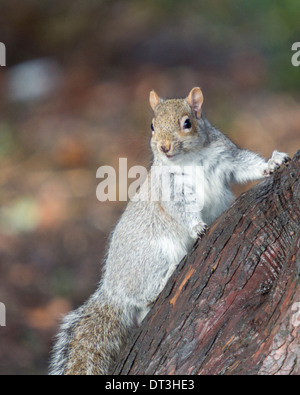 Östliche graue Eichhörnchen auf einem Baum in einem Park im Winter auf Nahrungssuche Stockfoto