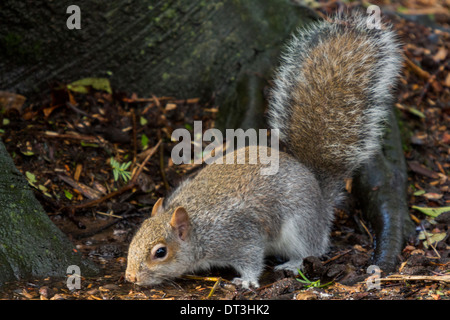 Östliche Europäische graue Eichhörnchen auf dem Boden auf der Suche nach Nahrung in einem lokalen park Stockfoto