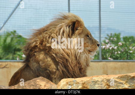 Südwestlich afrikanischen Löwen Männchen in Gefangenschaft. Wildes Tier hinter Felsen. Stockfoto