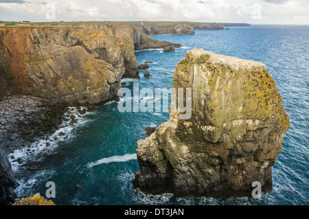 Elegug Stacks an der walisischen Küste im Pembrokeshire Coast National Park, Wales, Großbritannien Stockfoto