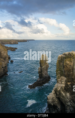 Elegug Stacks an der walisischen Küste im Pembrokeshire Coast National Park, Wales, Großbritannien Stockfoto