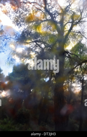 Bäume in einem Wald Abstraktion durch bunt lackiertem Glas. Surreale Landschaft. Stockfoto