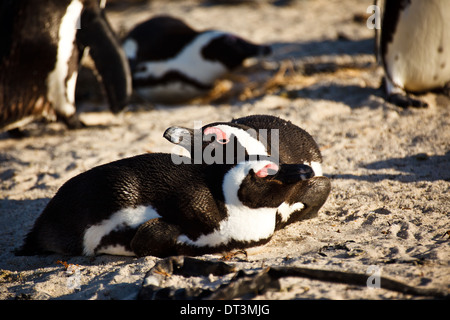 Afrikanische Pinguine genießen Sie Sonne in südafrikanischen Nährboden Stockfoto