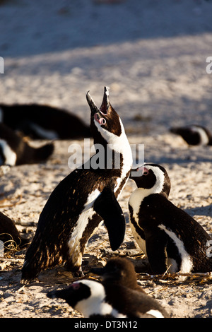 Afrikanische Pinguine, Spheniscus demersus, führen ein Paarungsritual auf Boulder Beach SA durch Stockfoto