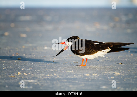 Schwarz-Skimmer (Rynchops Niger) stehen am Strand mit seinem Schnabel öffnen. Stockfoto