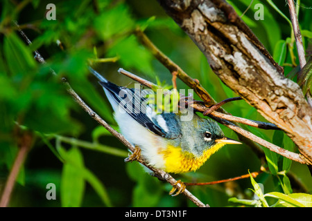 Nördliche Parula (Setophaga Americana) thront auf einem Baum. Stockfoto