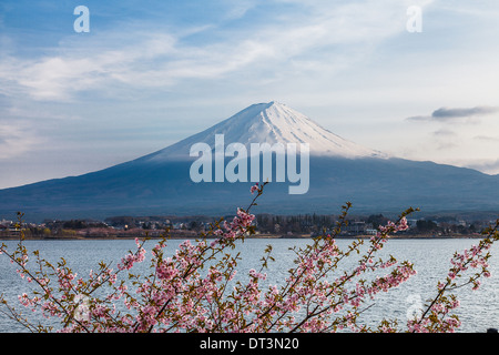 Nette und schöne Landschaft von Fuji und rosa Kirschblüten im Frühling, Japan Stockfoto