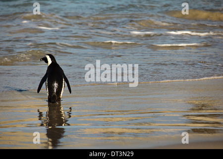 Afrikanischer Pinguin Spheniscus demersus, der in der Boulder Beach Penguin Colony in der Nähe von Kapstadt SA ins Wasser gelangt Stockfoto
