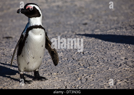 Afrikanischer Pinguin, Spheniscus demersus, Rückkehr aus dem Wasser in Boulder Beach Pinguin Colony in der Nähe von Kapstadt SA Stockfoto