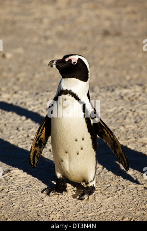 Afrikanischer Pinguin, Spheniscus demersus, flatternde Flossen in der Boulder Beach Pinguin Colony in der Nähe von Kapstadt SA Stockfoto