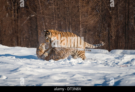 Zwei sibirische Tiger kämpfen im Schnee Stockfoto