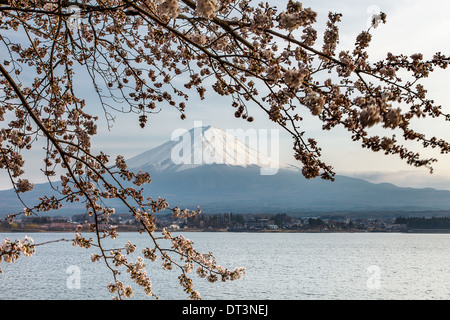 Nette und schöne Landschaft von Fuji und Kirschblüten im Frühling, Japan Stockfoto