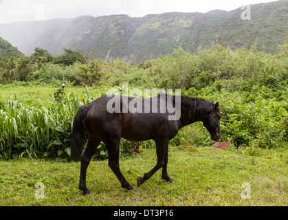 Wildes Pferd streift im Waipio Valley auf der Big Island von Hawaii Stockfoto