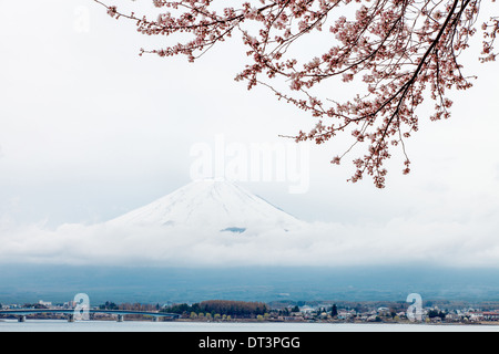 Mt. Fuji und rosa Kirschblüte in Japan Stockfoto