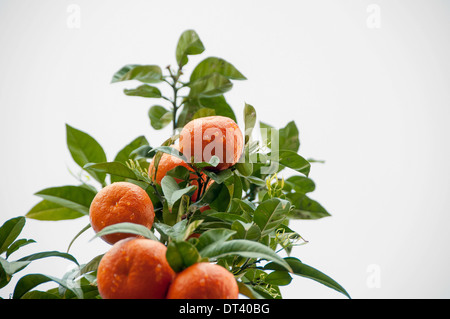 Mandarinen auf einem Ast hängend Stockfoto