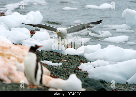 Kelp Gull (Larus Dominicanus) landen in einem Strand voller kleine Eisberge mit Flügel zu öffnen, in der Antarktis Halbinsel. Stockfoto