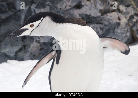 Ein Pinguin Zügelpinguinen (Pygoscelis Antarctica) Nahaufnahme, in der antarktischen Halbinsel. Stockfoto