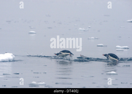 Gruppe von Gentoo Penguins (Pygoscelis Papua) Porpoising in der Wilhelmina Bay, antarktische Halbinsel. Stockfoto