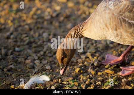 Rosa Footed Goose; Anser Brachyrhynchus; Winter; UK Stockfoto