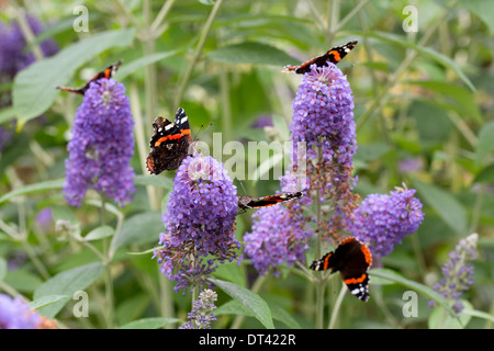 Rote Admiral Schmetterlinge; Vanessa Atalanta; auf Sommerflieder Blumen; Sommer; UK Stockfoto