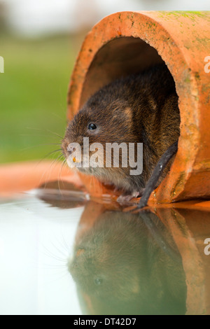 Schermaus; Arvicola Terrestris; in einem Rohr; UK Stockfoto