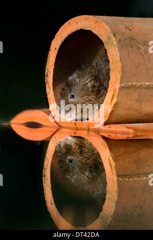 Schermaus; Arvicola Terrestris; in einem Rohr; UK Stockfoto